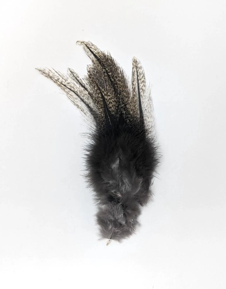 Coq De Leon - Image 2