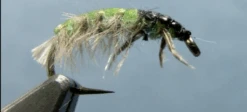 Hydropsyche Caddis Larvae