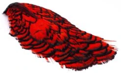 Lady Amherst Heads Dyed