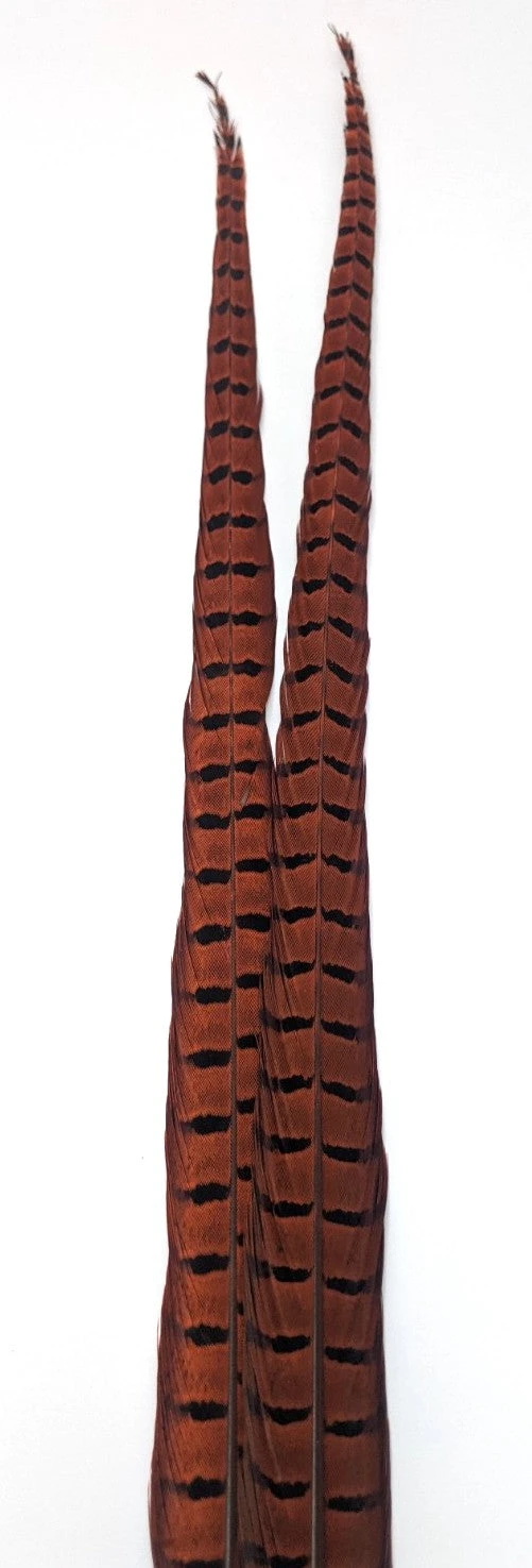 Nature's Sprit Ringneck Pheasant Center Tails - Image 12