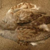 Select Hungarian Partridge Skin Natural