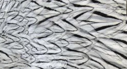 Wapsi Silver Pheasant Cheeks 12 Feathers